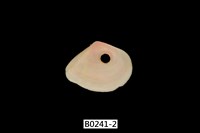 藏品(櫻蛤)的圖片